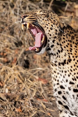 Zambia, South Luangwa National Park. Female leopard yawning. Animals Print
